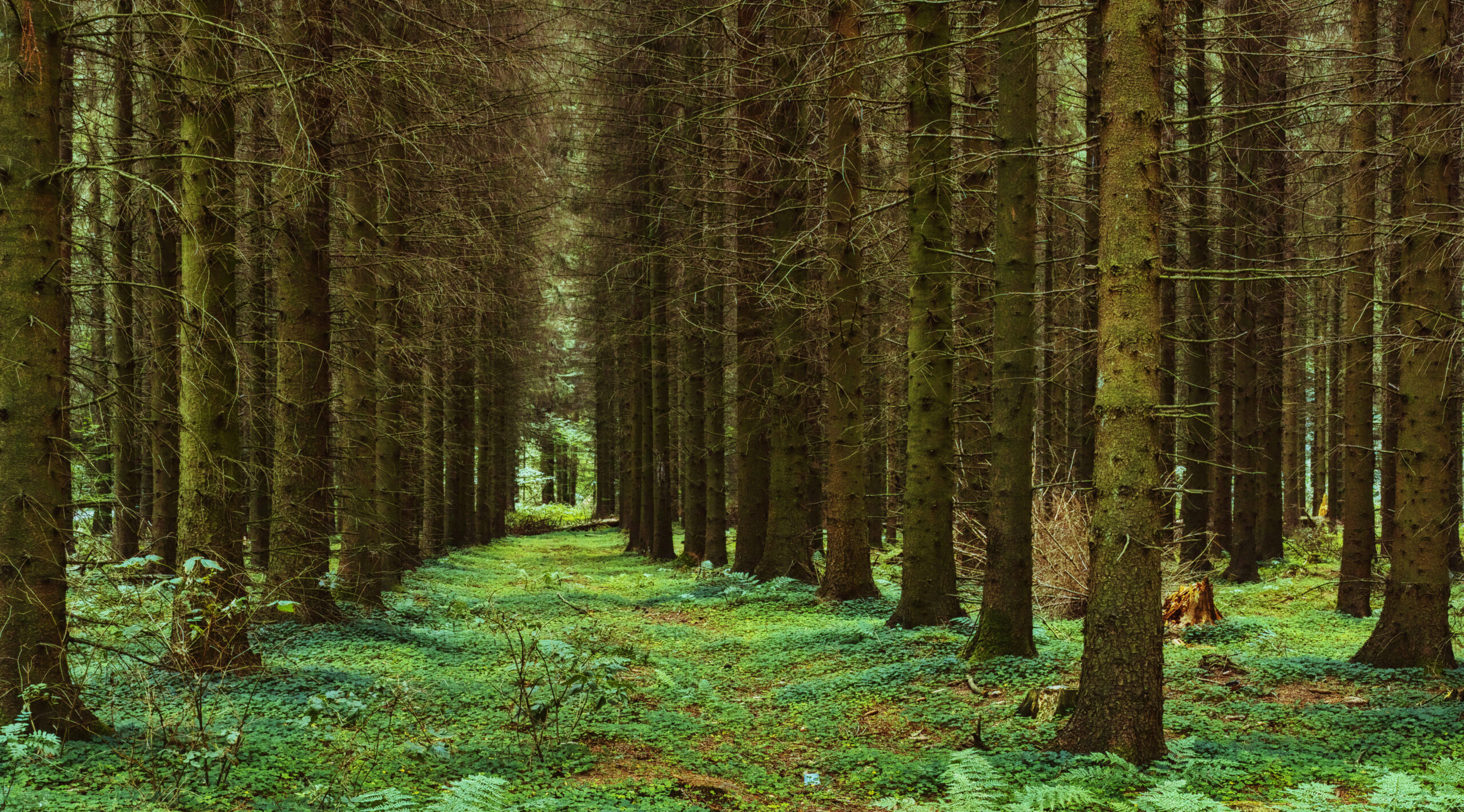 Lasy nie zatrzymają katastrofy klimatycznej. Konieczne jest co innego